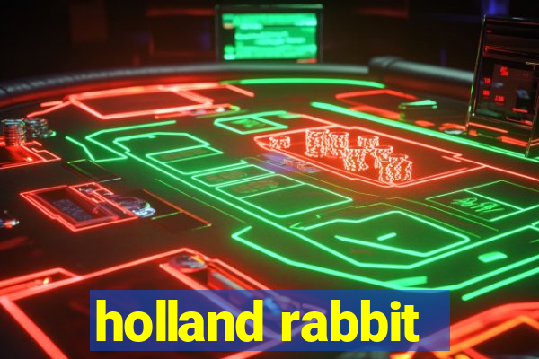 holland rabbit