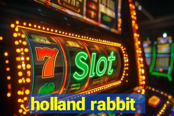 holland rabbit