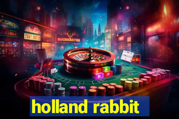 holland rabbit