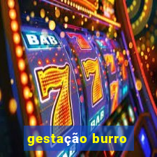 gestação burro