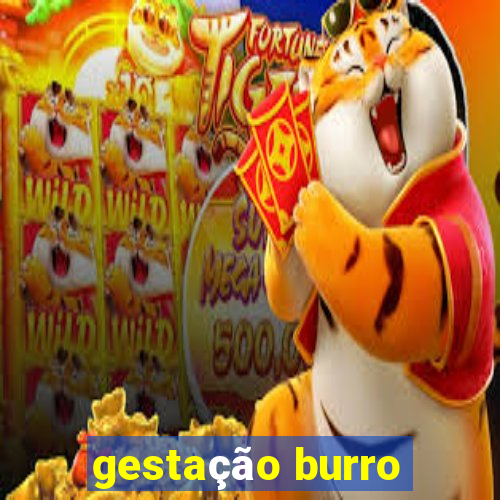 gestação burro