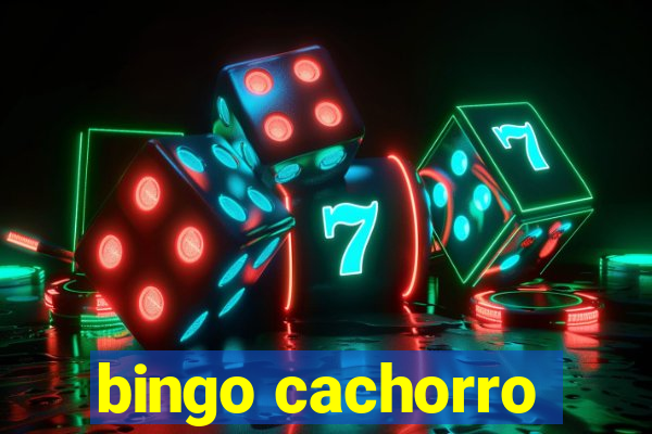 bingo cachorro