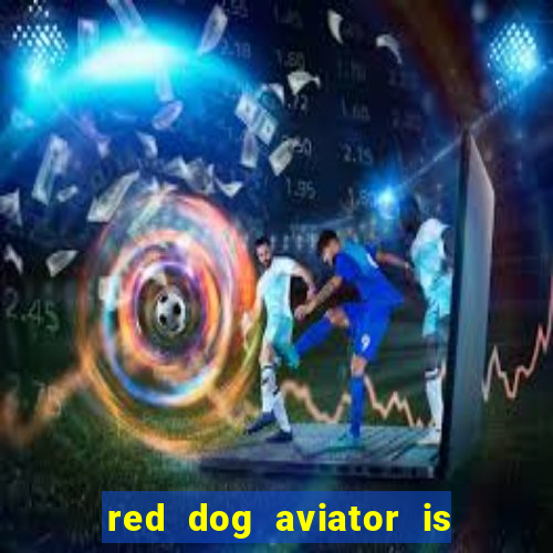 red dog aviator is real or fake