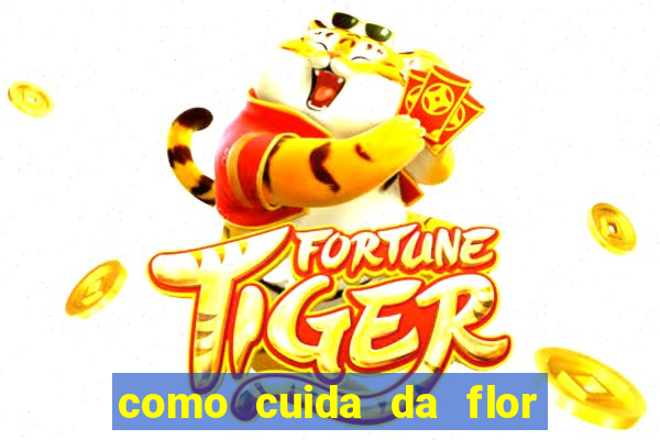 como cuida da flor da fortuna