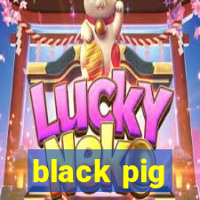 black pig