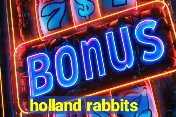 holland rabbits