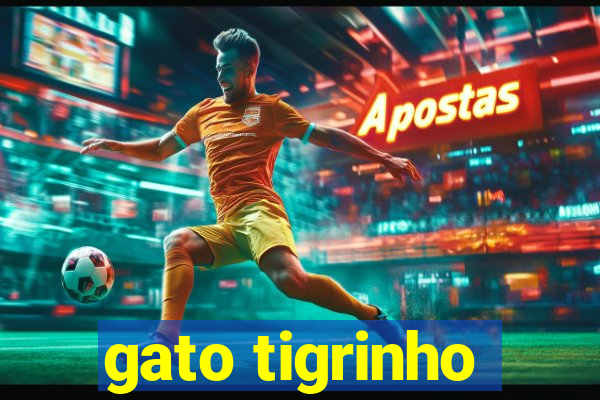 gato tigrinho