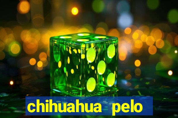 chihuahua pelo longo preço