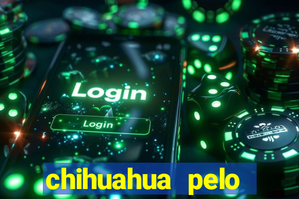 chihuahua pelo longo preço