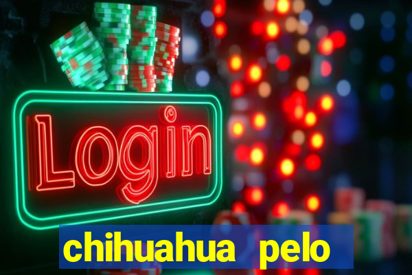 chihuahua pelo longo pre?o