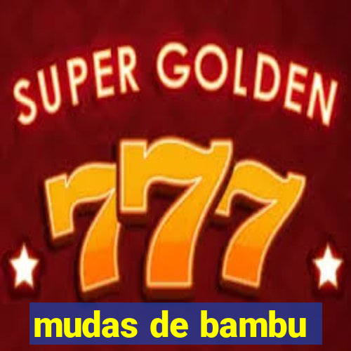 mudas de bambu