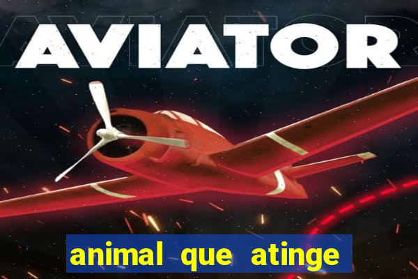 animal que atinge 230 decibéis