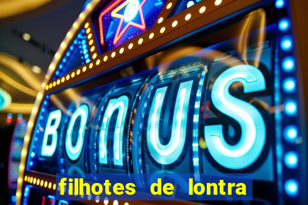 filhotes de lontra para vender